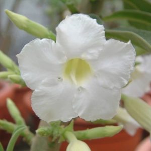 Adenium Obesum Desert Rose Seeds – Desert Rose Flower Seeds for Garden Planting #247, 5 Seeds Pack