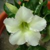 Adenium Obesum Desert Rose Seeds – Desert Rose Flower Seeds for Garden Planting #248, 5 Seeds Pack