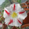 Adenium Obesum Desert Rose Seeds – White and Red Stripe Desert Rose Flower Seeds for Garden Planting #030, 5 Seeds Pack