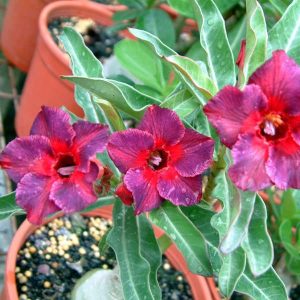 Adenium Obesum Desert Rose Seeds – Purple and Red Stripe Desert Rose Flower Seeds for Garden Planting #033, 5 Seeds Pack