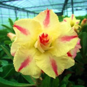Adenium Obesum Desert Rose Seeds – Multi-Petals Yellow and Red Stripe Desert Rose Flower Seeds for Garden Planting #034, 5 Seeds Pack