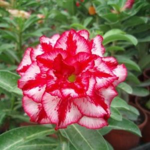 Adenium Obesum Desert Rose Seeds – Multi-Petals Desert Rose Flower Seeds for Garden Planting #040, 5 Seeds Pack