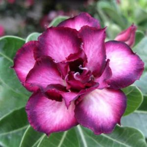 Adenium Obesum Desert Rose Seeds – Multi-Petals Dark Purple Desert Rose Flower Seeds for Garden Planting #046, 5 Seeds Pack