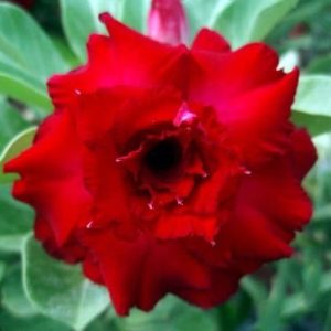 Adenium Obesum Desert Rose Seeds – Multi-Petals Baby Red Desert Rose Flower Seeds for Garden Planting #053, 5 Seeds Pack