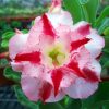 Adenium Obesum Desert Rose Seeds – Multi-Petals Desert Rose Flower Seeds for Garden Planting #055, 5 Seeds Pack