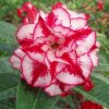 Adenium Obesum Desert Rose Seeds – Multi-Petals Desert Rose Flower Seeds for Garden Planting #057, 5 Seeds Pack