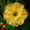 Adenium Obesum Desert Rose Seeds – Multi-Petals Yellow Desert Rose Flower Seeds for Garden Planting #059, 5 Seeds Pack