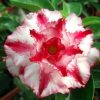 Adenium Obesum Desert Rose Seeds – Multi-Petals Desert Rose Flower Seeds for Garden Planting #063, 5 Seeds Pack