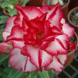 Adenium Obesum Desert Rose Seeds – Multi-Petals White Desert Rose Flower Seeds for Garden Planting #064, 5 Seeds Pack