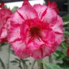 Adenium Obesum Desert Rose Seeds – Multi-Petals Desert Rose Flower Seeds for Garden Planting #065, 5 Seeds Pack