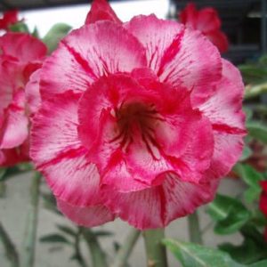 Adenium Obesum Desert Rose Seeds – Multi-Petals Desert Rose Flower Seeds for Garden Planting #065, 5 Seeds Pack