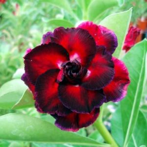 Adenium Obesum Desert Rose Seeds – Multi-Petals Desert Rose Flower Seeds for Garden Planting #067, 5 Seeds Pack