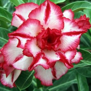 Adenium Obesum Desert Rose Seeds – Multi-Petals Desert Rose Flower Seeds for Garden Planting #068, 5 Seeds Pack
