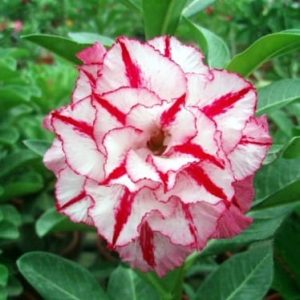 Adenium Obesum Desert Rose Seeds – Multi-Petals Desert Rose Flower Seeds for Garden Planting #069, 5 Seeds Pack