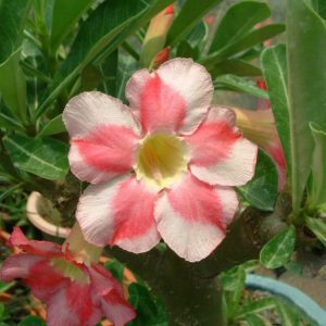 Adenium Obesum Desert Rose Seeds – Pink Stripe Desert Rose Flower Seeds for Garden Planting #007, 5 Seeds Pack
