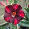 Adenium Obesum Desert Rose Seeds – Desert Rose Flower Seeds for Garden Planting #075, 5 Seeds Pack