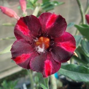 Adenium Obesum Desert Rose Seeds – Desert Rose Flower Seeds for Garden Planting #075, 5 Seeds Pack