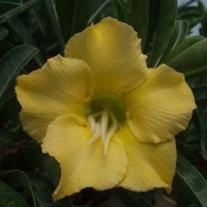Adenium Obesum Desert Rose Seeds – Desert Rose Flower Seeds for Garden Planting #076, 5 Seeds Pack