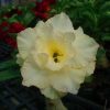 Adenium Obesum Desert Rose Seeds – Desert Rose Flower Seeds for Garden Planting #077, 5 Seeds Pack