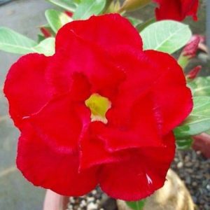Adenium Obesum Desert Rose Seeds – Desert Rose Flower Seeds for Garden Planting #078, 5 Seeds Pack