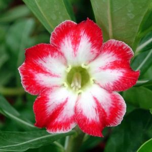 Adenium Obesum Desert Rose Seeds – White with Red Edge Desert Rose Flower Seeds for Garden Planting #008, 5 Seeds Pack