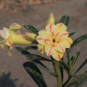 Adenium Obesum Desert Rose Seeds – Multi-Petals Desert Rose Flower Seeds for Garden Planting #083, 5 Seeds Pack
