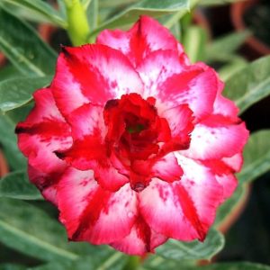 Adenium Obesum Desert Rose Seeds – Multi-Petals Desert Rose Flower Seeds for Garden Planting #091, 5 Seeds Pack
