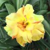 Adenium Obesum Desert Rose Seeds – Multi-Petals Desert Rose Flower Seeds for Garden Planting #094, 5 Seeds Pack