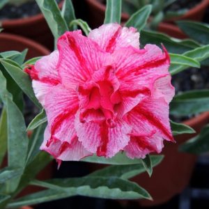 Adenium Obesum Desert Rose Seeds – Multi-Petals Desert Rose Flower Seeds for Garden Planting #095, 5 Seeds Pack