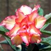 Adenium Obesum Desert Rose Seeds – Multi-Petals Desert Rose Flower Seeds for Garden Planting #096, 5 Seeds Pack