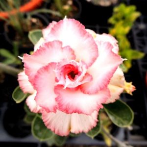 Adenium Obesum Desert Rose Seeds – Multi-Petals Desert Rose Flower Seeds for Garden Planting #097, 5 Seeds Pack