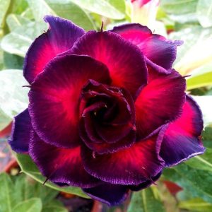 Adenium Obesum Desert Rose Seeds – Multi-Petals Desert Rose Flower Seeds for Garden Planting #098, 5 Seeds Pack